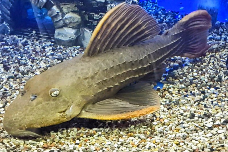 Анциструс l107