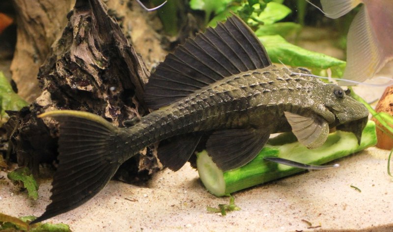 Гипанциструс l201