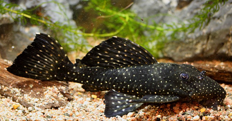 Плекостомус полосатый