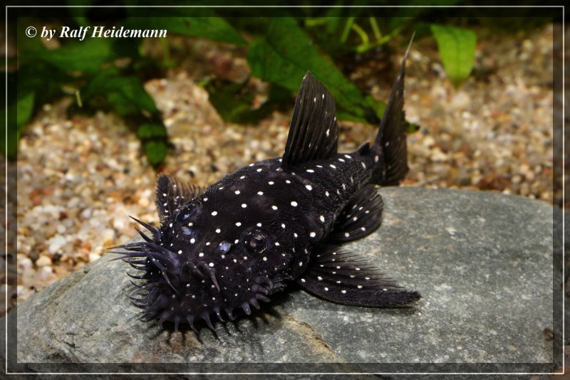 Сомик Плекостомус