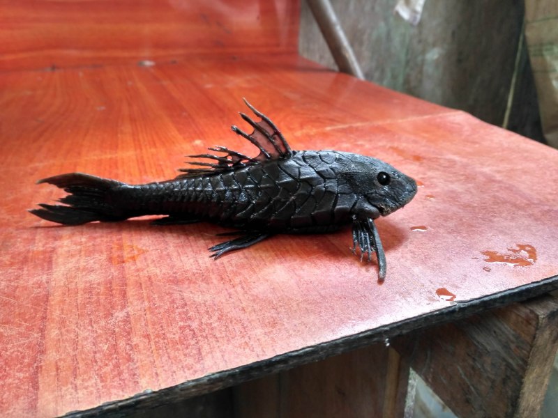 Сом птеригоплихт