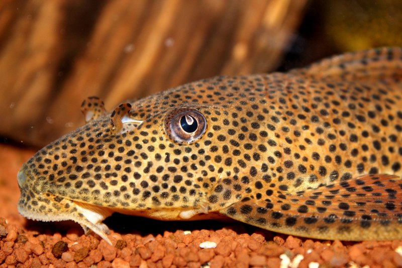 Номерной сом l280