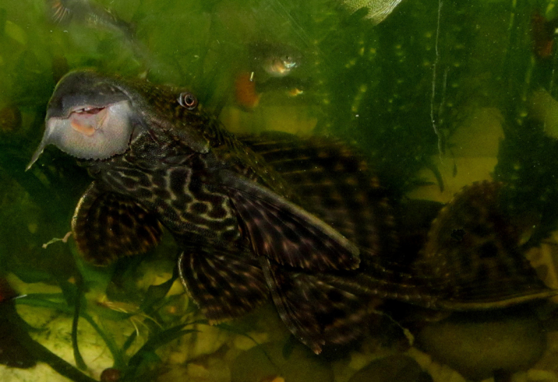 Кольчужные сомики аквариумные