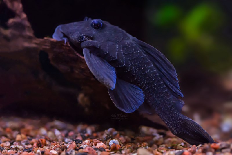 Лорикариевые кольчужные сомы