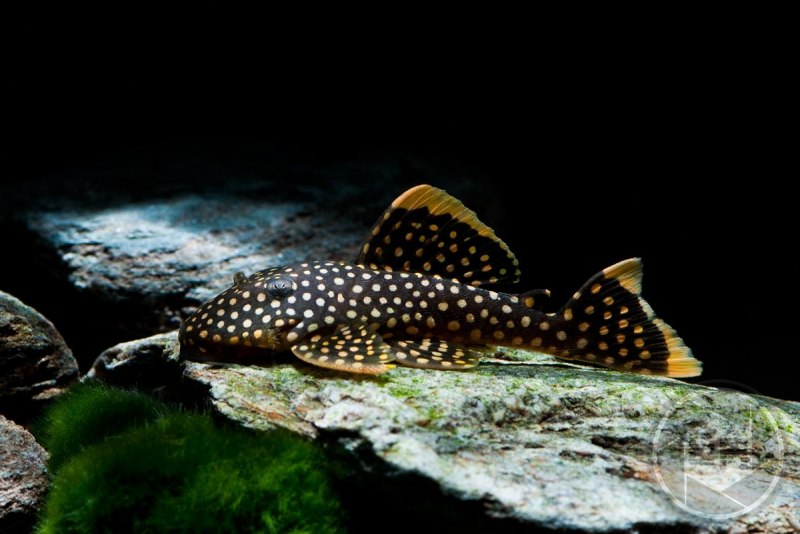 Анциструс (сомик)