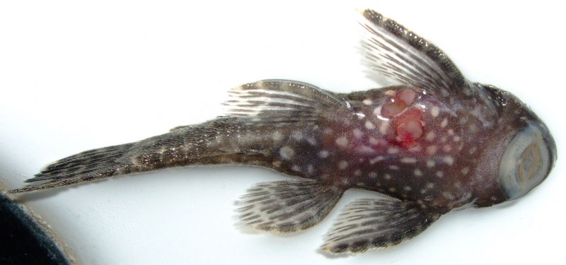 Сом в пруду