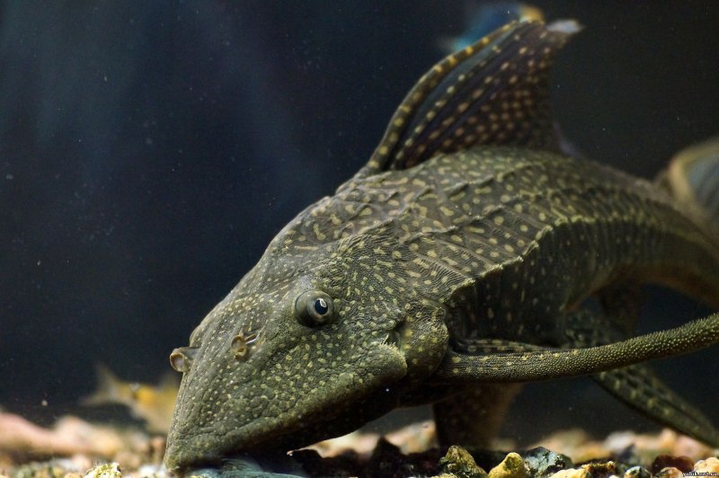 Таракатум черный сомик