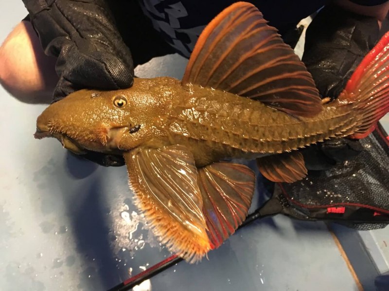 Псевдоакантикус l025