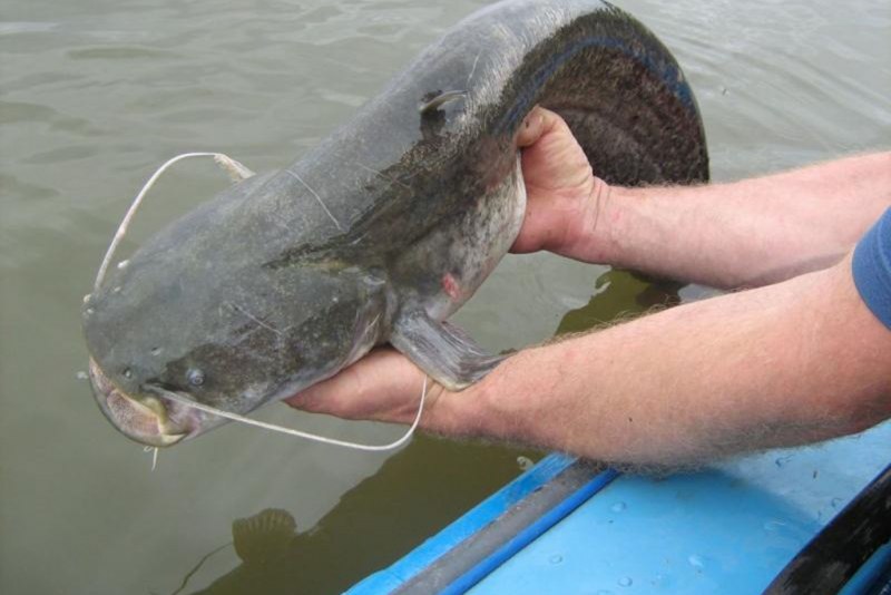 Кольчужный змей