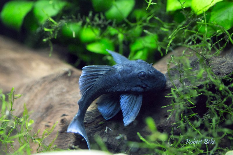 Hypoptopoma thoracatum