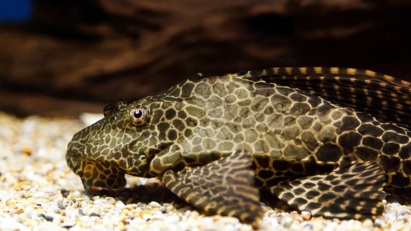 Hoplosternum littorale