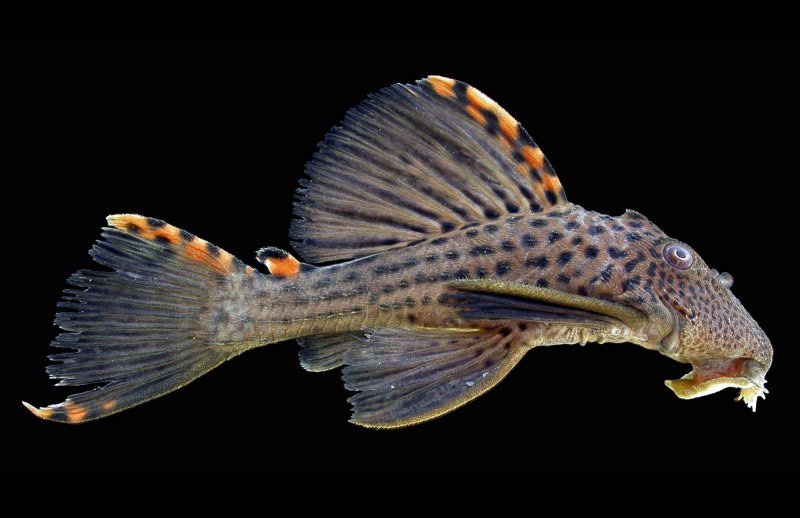 L184 Бриллиантовый анциструс