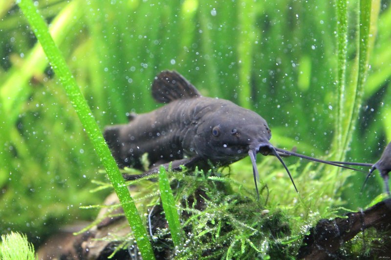 Жирафовый сом