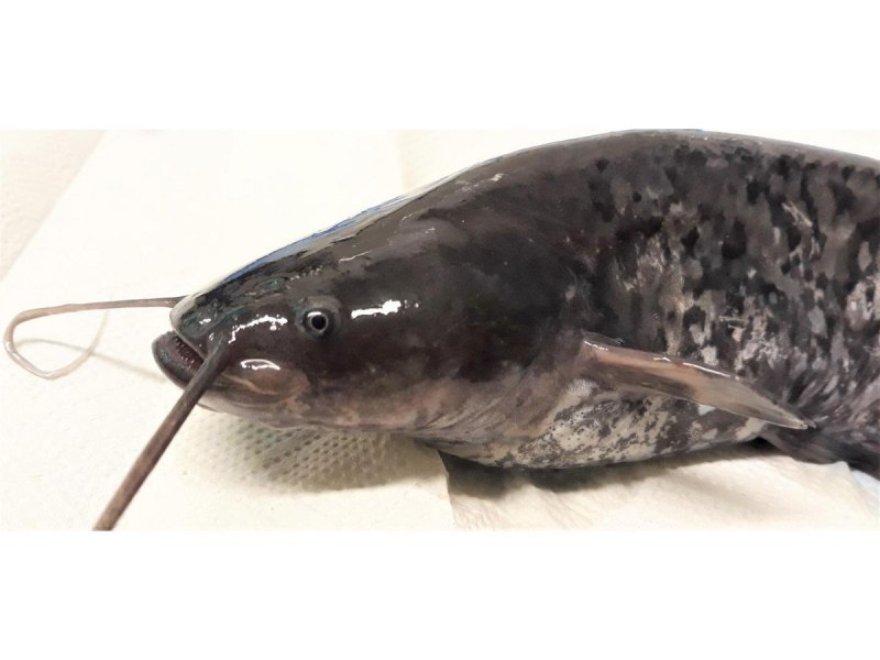 Анциструсы аквариумные болезни