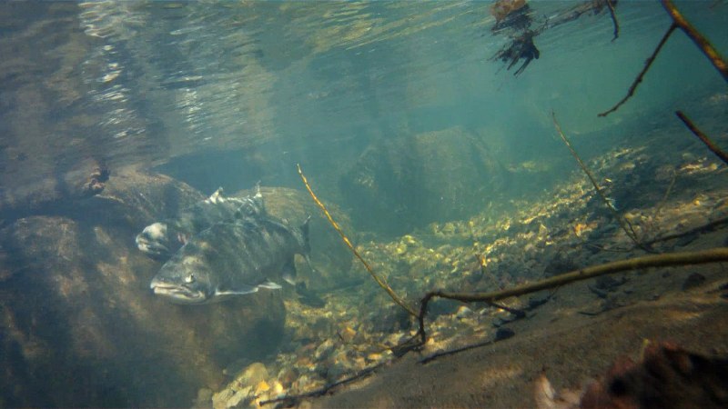 Мраморный клариевый сом