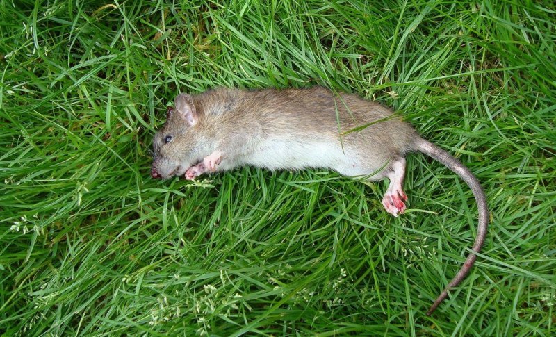 Крыса Раттус Раттус