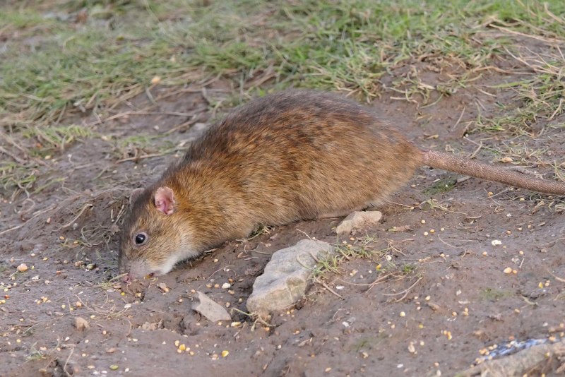 Крыса Полевая большая