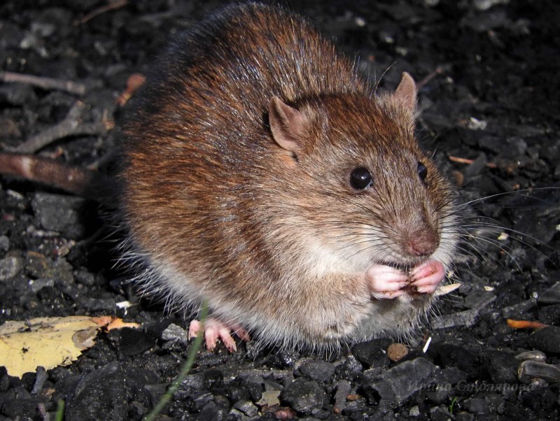 Рыжая крыса Пасюк