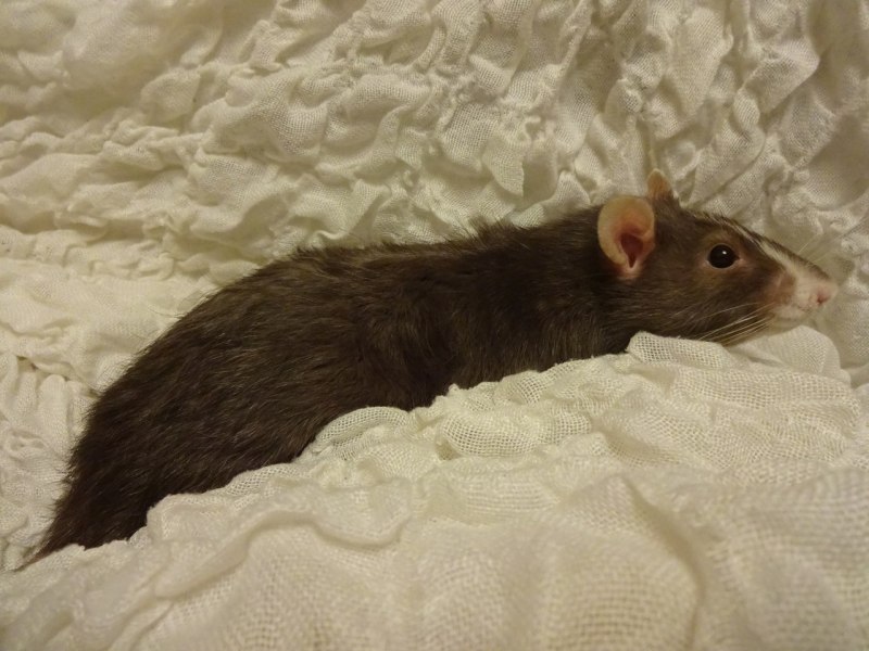 Крыса обыкновенная Московская