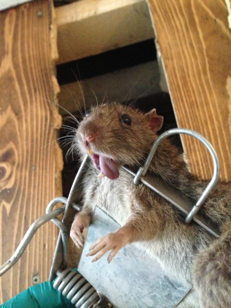 Окинавская колючая мышь