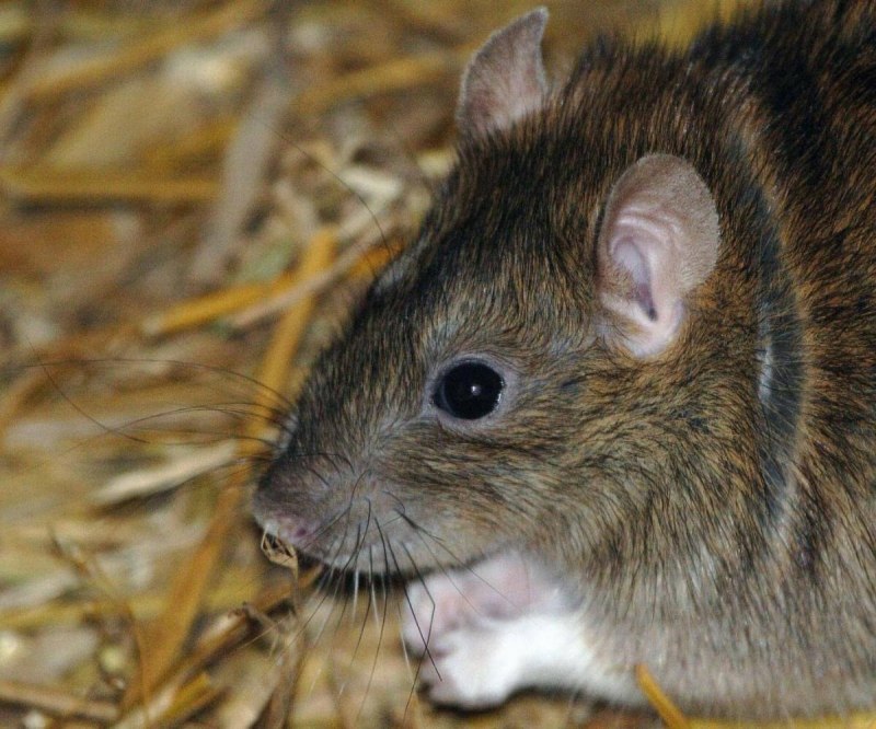 Серая крыса Пасюк крупная