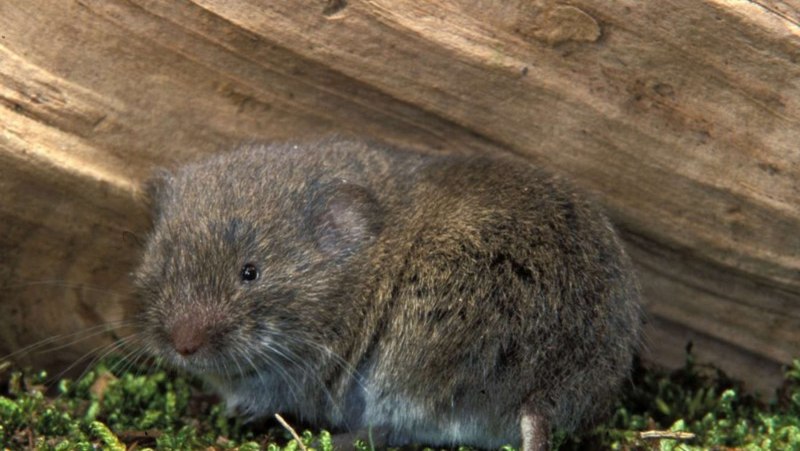 Кустарниковая крыса