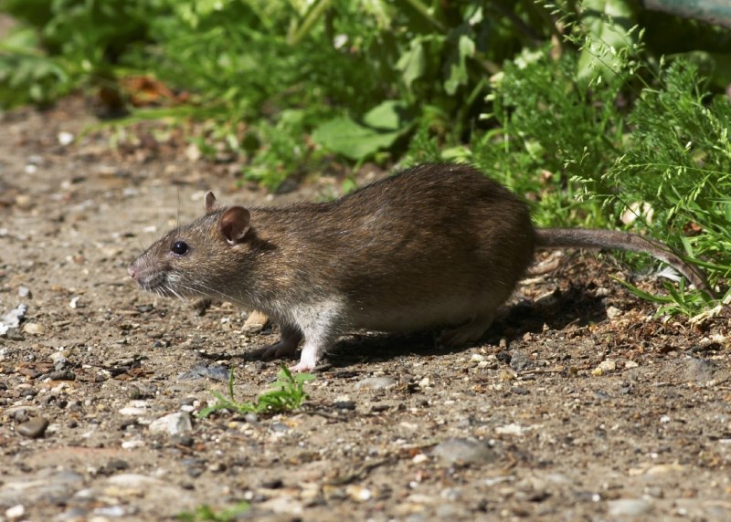 Африканская тростниковая крыса