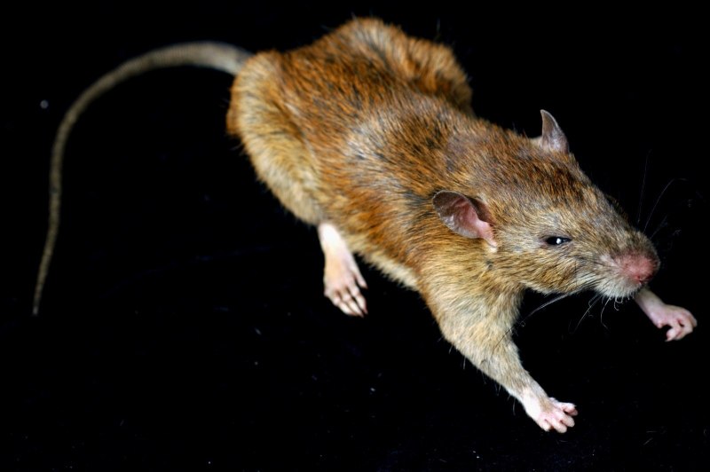 Крыса Пасюк дикий