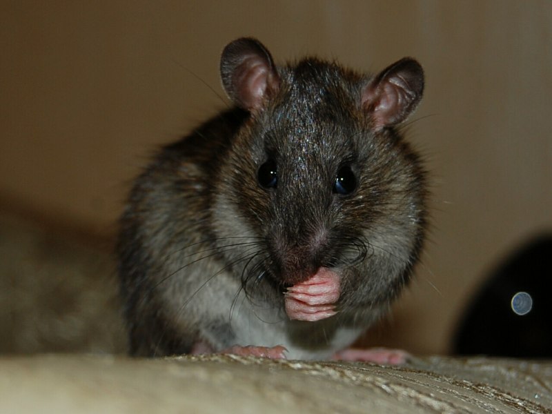 Маленькая крыса Полевая