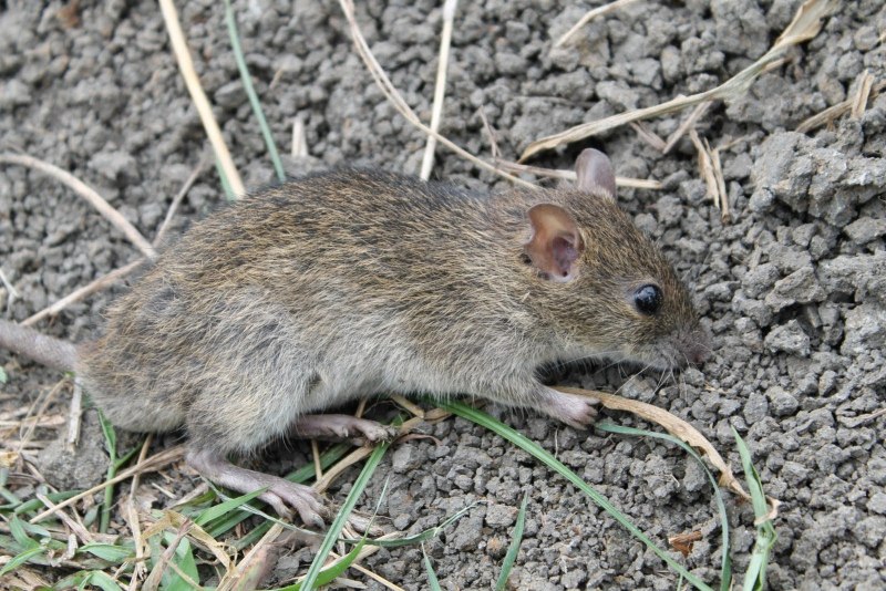 Зеленая мышь