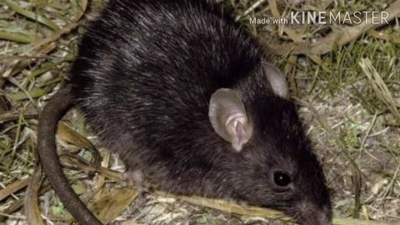 Норы водяной крысы