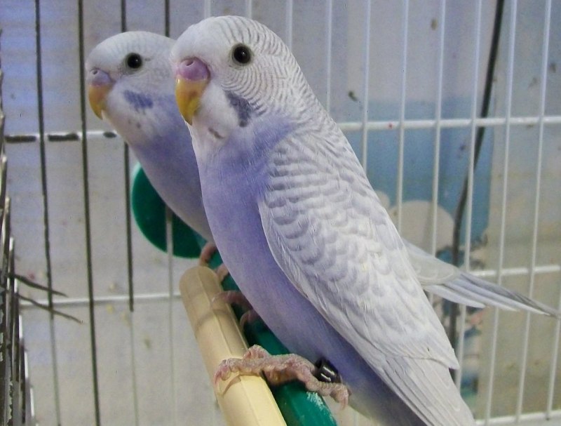 Волнистые попугайчики расцветки