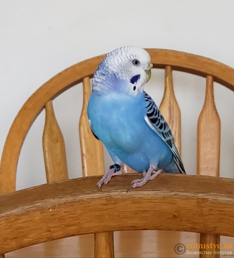 Волнистый попугай Арлекин