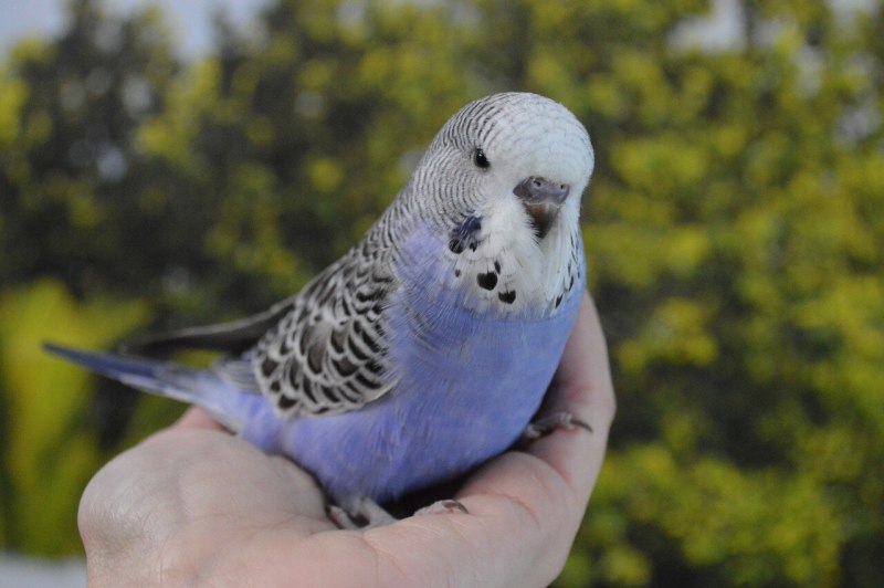 Сиреневый волнистый попугай