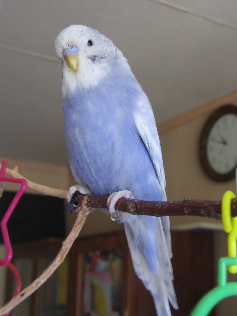 ДВУХЧУБЫЙ волнистый попугай