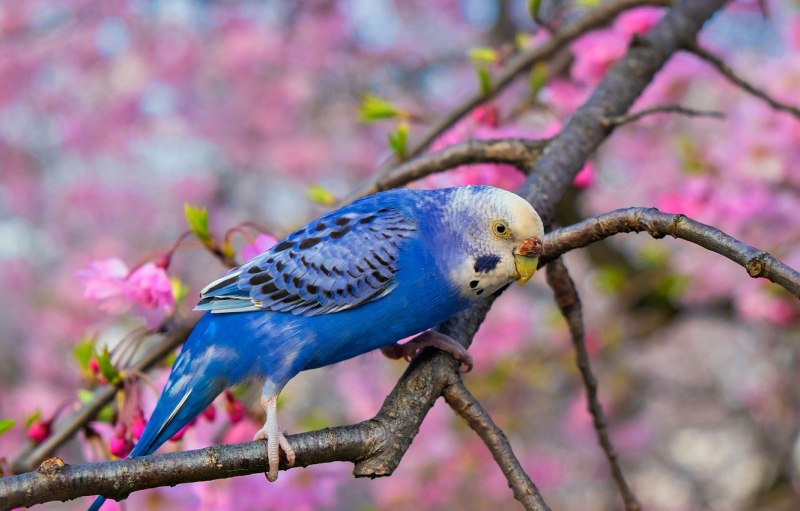 Волнистый попугайчик фиолетовый