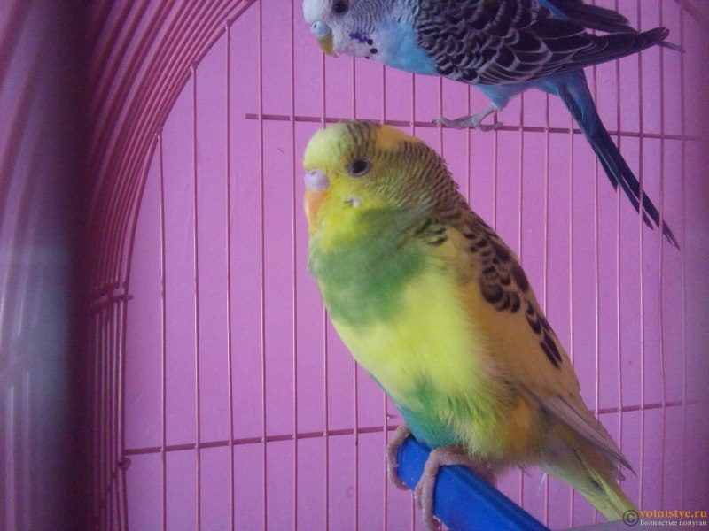 Волнистый попугайчик голубой