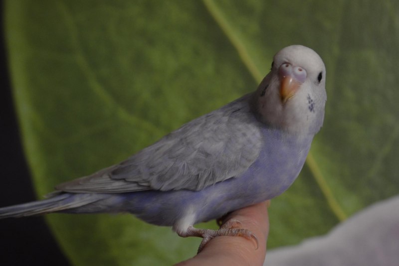 Волнистый попугайчик Радужный опалин