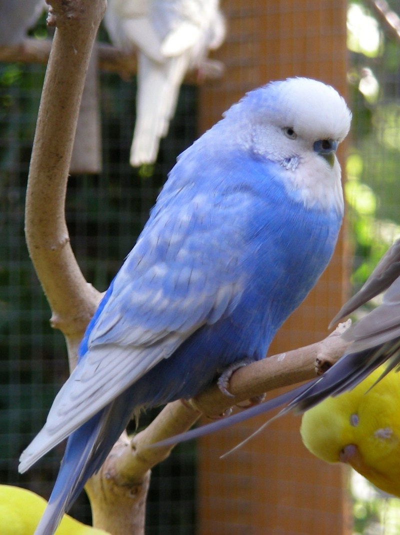 Маленькие волнистые попугайчики