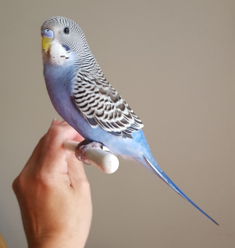 Ожереловый попугай фиолетовый