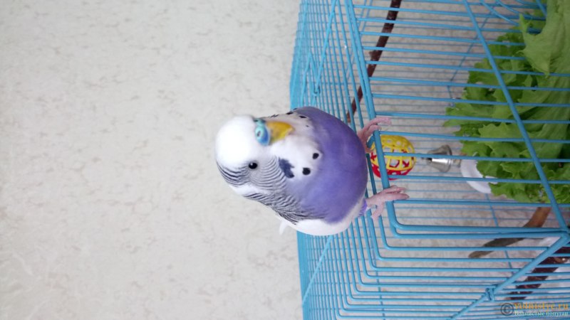 Голубой волнистые попугайчик в дикой природе