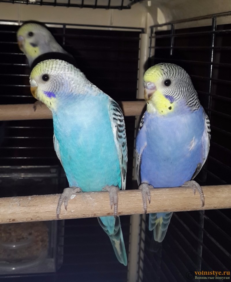 Кобальтовый волнистый попугай
