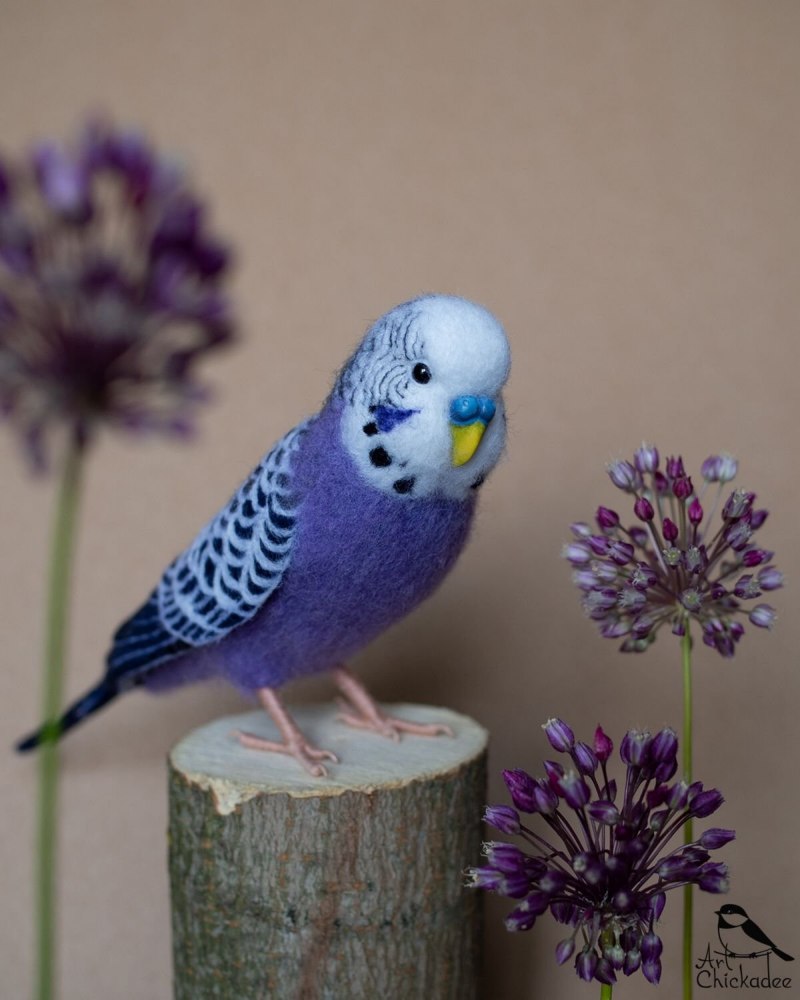 Попугаи волнистые попугайчики