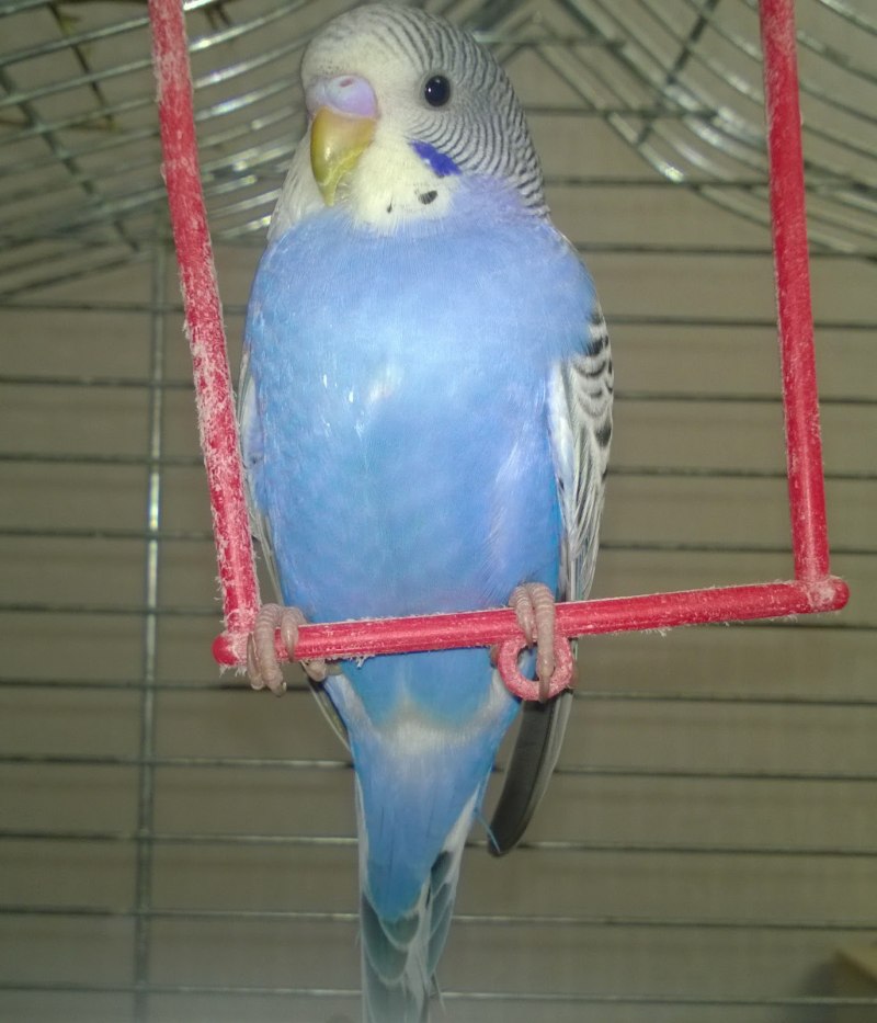 Волнистый попугай