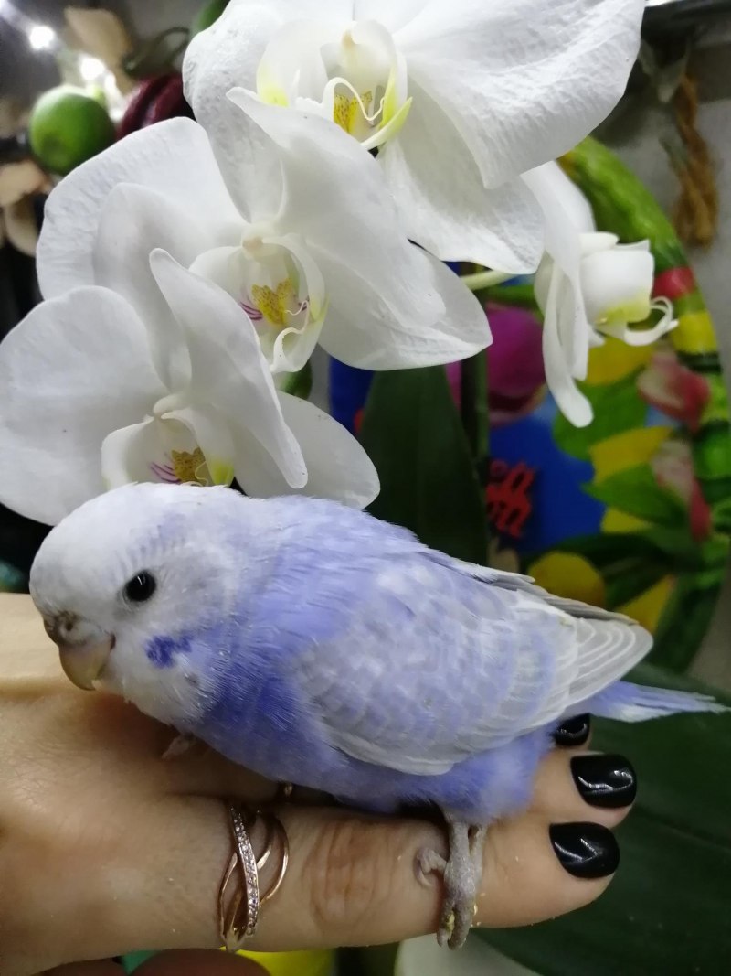 Волнистый попугай розовый