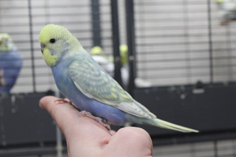 Волнистый попугайчик черный