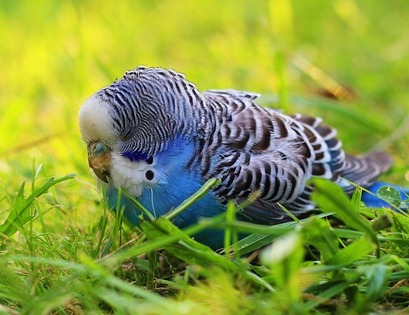 Волнистый попугай спенгл