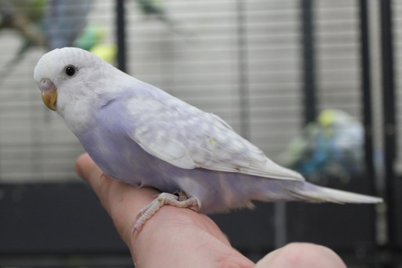 Волнистый попугайчик фиолетовый