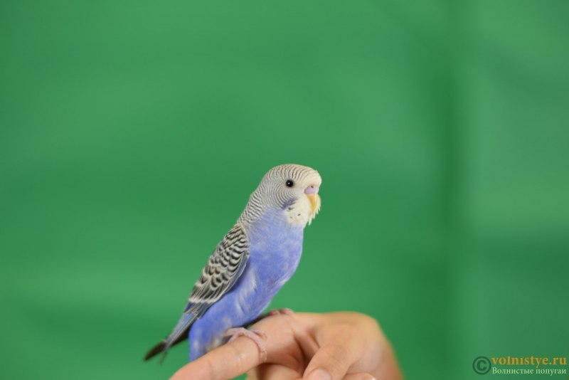 Волнистый попугайчик фиолетовый