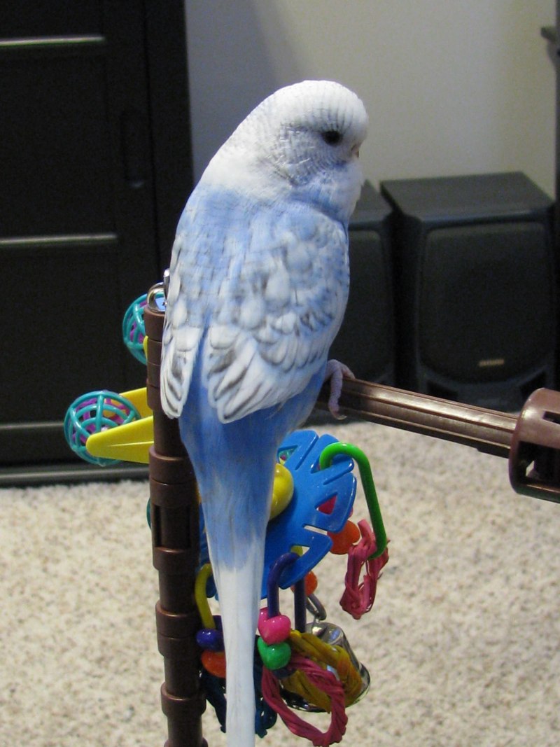 Попугай @Budgies_8